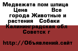 Медвежата пом шпица › Цена ­ 40 000 - Все города Животные и растения » Собаки   . Калининградская обл.,Советск г.